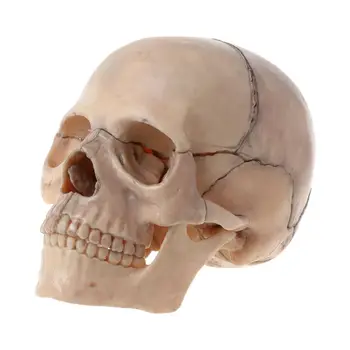 15 шт./компл. 4D анатомическая модель черепа в разобранном виде, Съемная Медицинская обучающая модель D5QC