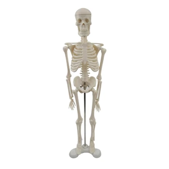 16FB 17-дюймовая мини-модель человеческого скелета с подвижными руками и ногами, научная модель, изучающая основные детали скелетной системы человека