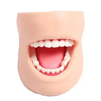 Модель практики ухода за полостью рта человека 1: 1, модель для обучения стоматологии, Со щекой, для ухода за полными зубами для взрослых